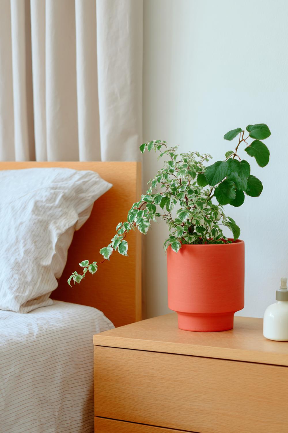 4. Nachttisch-Dekoration mit grüner Pflanze im Terrakotta-Topf und Sprühnebel